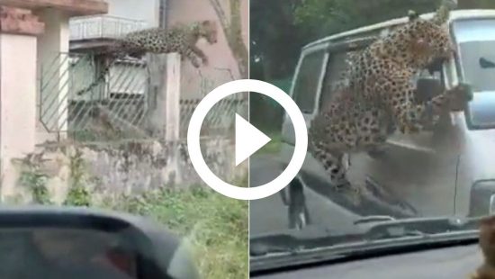 VÍDEO: Leopardo assusta cidade após atacar 13 pessoas; imagens mostram fúria do animal