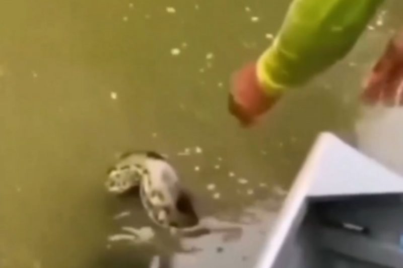 Tamanho da cobra e do peixe surpreenderam os pescadores – Foto: Reprodu&ccedil;&atilde;o/Internet/ND