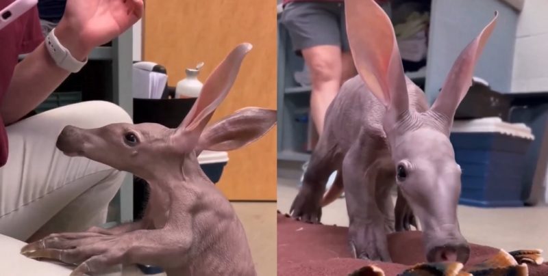 Animal viralizou nas redes sociais por conta da apar&ecirc;ncia – Foto: Reprodu&ccedil;&atilde;o/Internet/ND