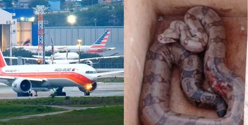 Cobra n&atilde;o consegue decolar em bagagem de m&atilde;o na Fl&oacute;rida – Foto: Montagem/Divulga&ccedil;&atilde;o/Pol&iacute;cia Ambiental/ND