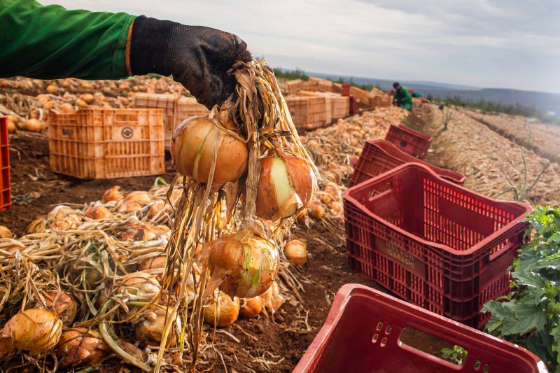 Boletim aponta queda na produção de alho e cebola
