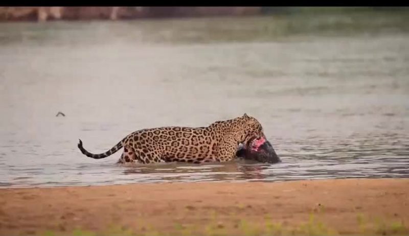 onça-pintada, jacaré