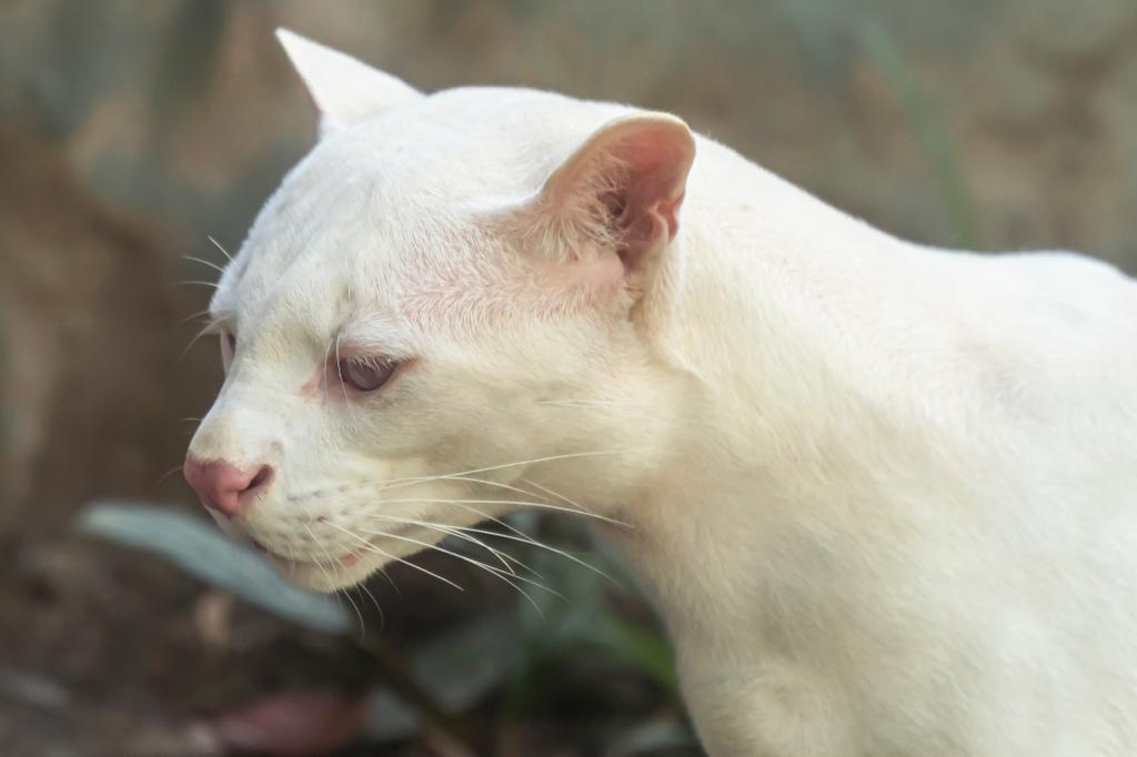 Condição de albinismo é rara em felinos - Corantioquia/Divulgação/ND