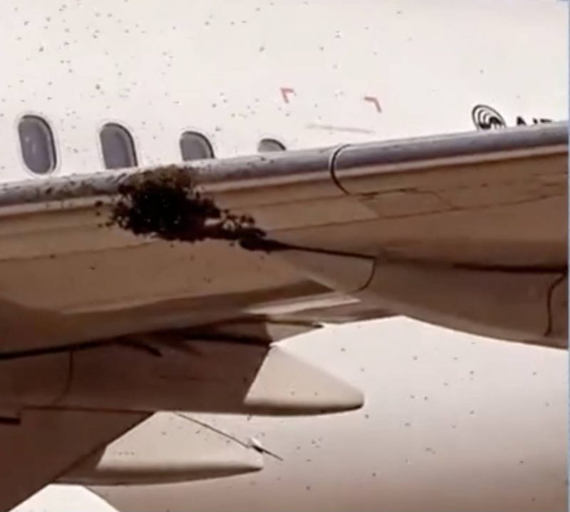 Enxame de abelhas causaram cancelamento de voo na ponte a&eacute;rea Rio-S&atilde;o Paulo – Foto: Reprodu&ccedil;&atilde;o