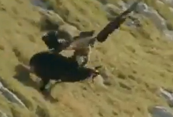 Águia e cabra em vídeo surpreendente