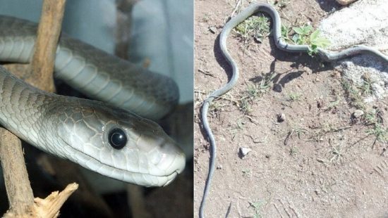 Homem morre ao ser mordido por cobra coral - ((o))eco