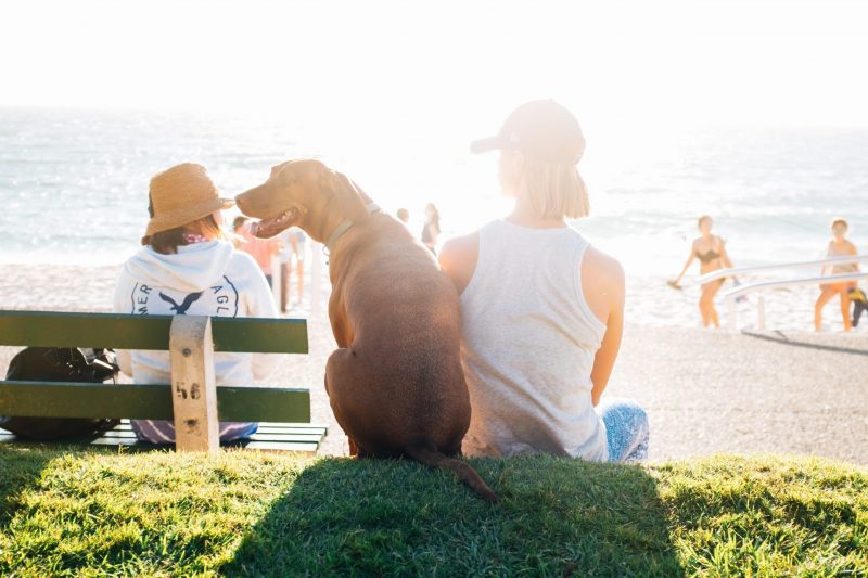 Como cuidar dos pets no verão: mulher sentada na areia com cachorro, em frente à prqaia 