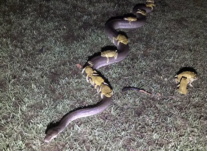 Uma cobra p&iacute;ton deu uma ‘carona’ para um grupo de sapos na Austr&aacute;lia. &mdash; Foto: Andrew Mock/Internet/Reprodu&ccedil;&atilde;o/ND