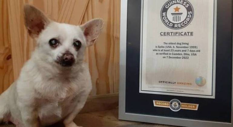 Cachorro &eacute; da ra&ccedil;a Chihuahua – Foto: REPRODU&Ccedil;&Atilde;O/GUINNESS WORLD RECORDS