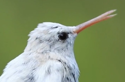 Beija-flor branco é visto pela primeira vez 