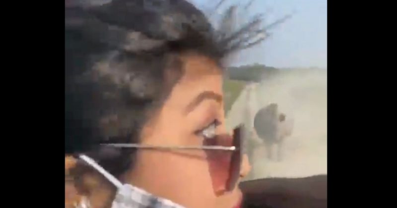 “Bhaga, bhaga”: mulher pedia desesperada para o motorista acelerar, em raz&atilde;o da aproxima&ccedil;&atilde;o do rinoceronte – Foto: Reprodu&ccedil;&atilde;o