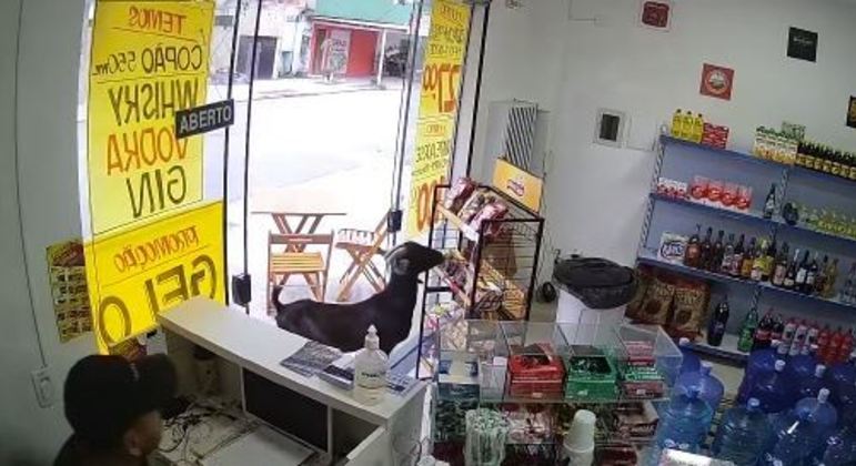 Bode invade adega e roupa pacote de salgadinho no Guarujá, em São Paulo