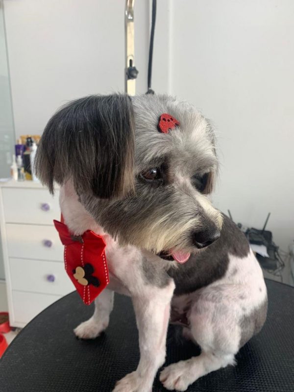 Bolinha, de 5 anos, desapareceu no bairro C&oacute;rrego Grande, em Florian&oacute;polis – Foto: Reprodu&ccedil;&atilde;o/ND