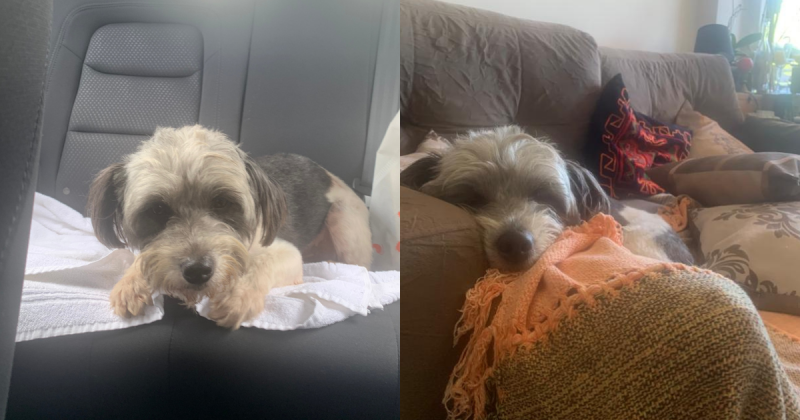 C&atilde;o Bolinha no dia que foi encontrado (&agrave; esquerda) e em casa dormindo um dia ap&oacute;s o resgate (&agrave; direita)- Foto: Arquivo pessoal/ND