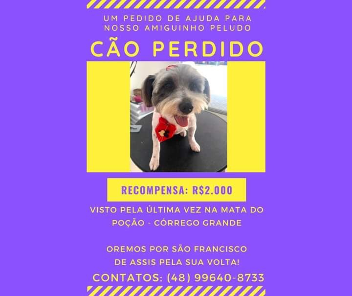 Fam&iacute;lia oferece recompensa por animal de 5 anos – Foto: Reprodu&ccedil;&atilde;o/ND