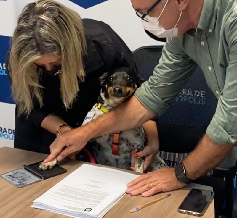 Lei ‘assinada’ por cachorro em Florian&oacute;polis prev&ecirc; tratamento contra leishmaniose em cachorros de fam&iacute;lias carentes – Foto: PMF/Divulga&ccedil;&atilde;o/ND