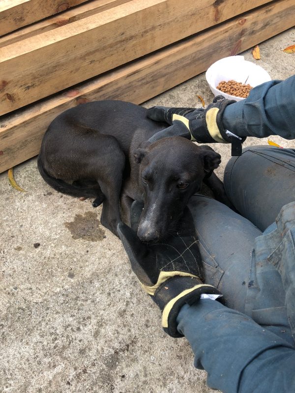 Animal estava bastante assustado – Foto: Corpo de Bombeiros Militar/Divulga&ccedil;&atilde;o