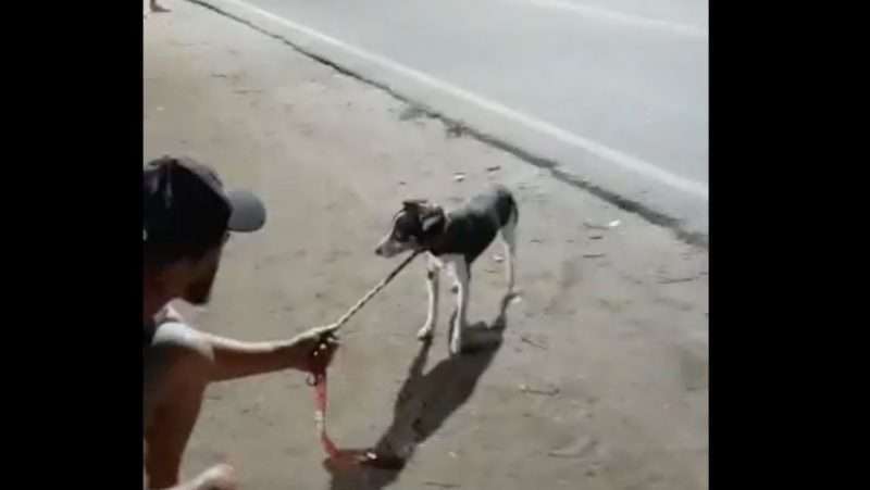 Cachorro parecia assustado quando foi capturado – Foto: Reprodu&ccedil;&atilde;o