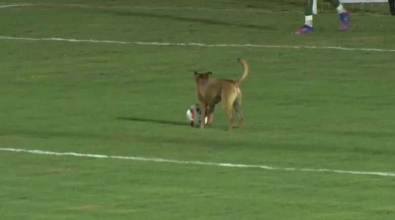Cachorro invadiu o campo e atrasou o início de Camboriú x Joinville 