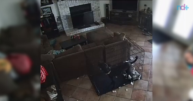 Fantasma “retira” coleira de cachorro, diz tutora – Foto: Reprodu&ccedil;&atilde;o/ND