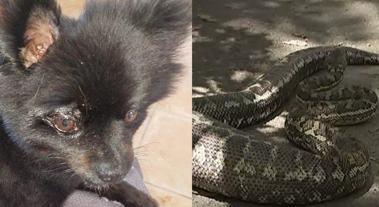 VÍDEO: Cãozinho vive momento de terror ao ser atacado por serpente e tutora  tem atitude heroica