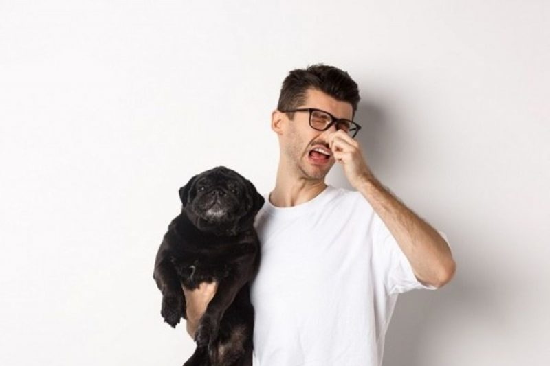 Cachorros podem soltar pum e tutor deve prestar aten&ccedil;&atilde;o aos sinais ruins – Foto: BENZOIX/FREEPIK/ND