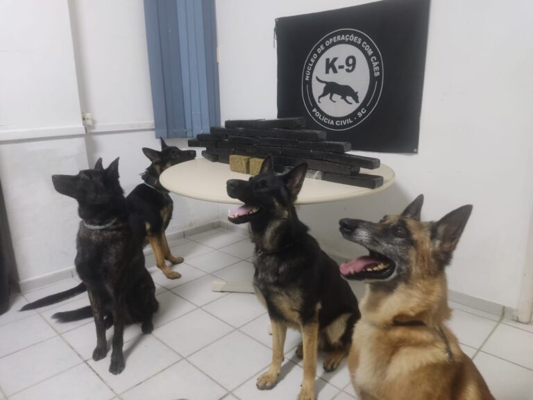 Cães encontram 15 kg de maconha no banheiro da Rodoviária de Florianópolis nesta quinta - Foto: Polícia Civil/Reprodução/ND