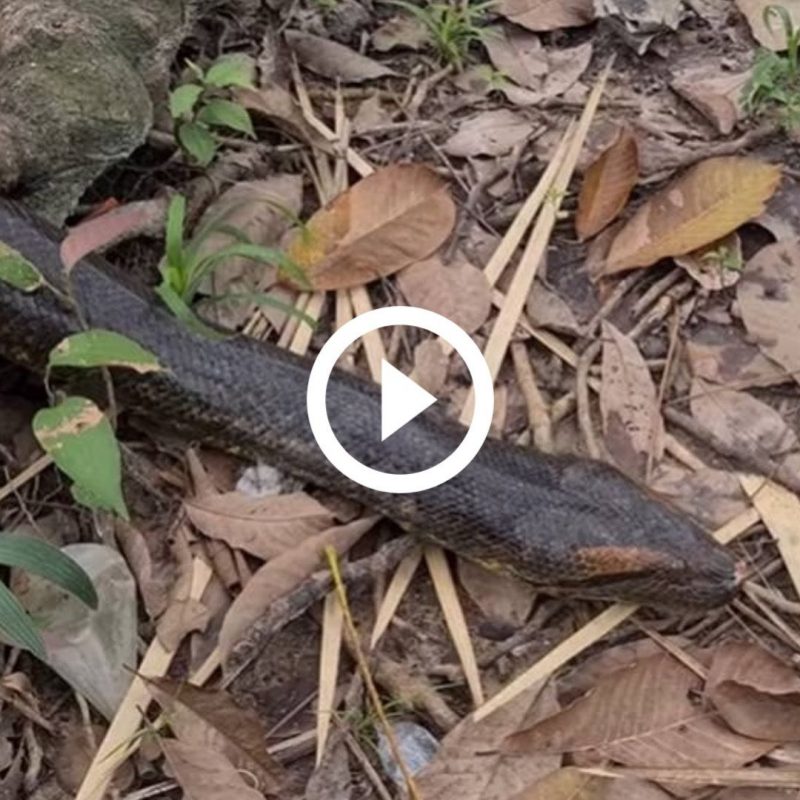 Pescador d&aacute; de cara com serpente venenosa e tem atitude inesperada: ‘Coisa linda!’ – Foto: Reprodu&ccedil;&atilde;o/ND