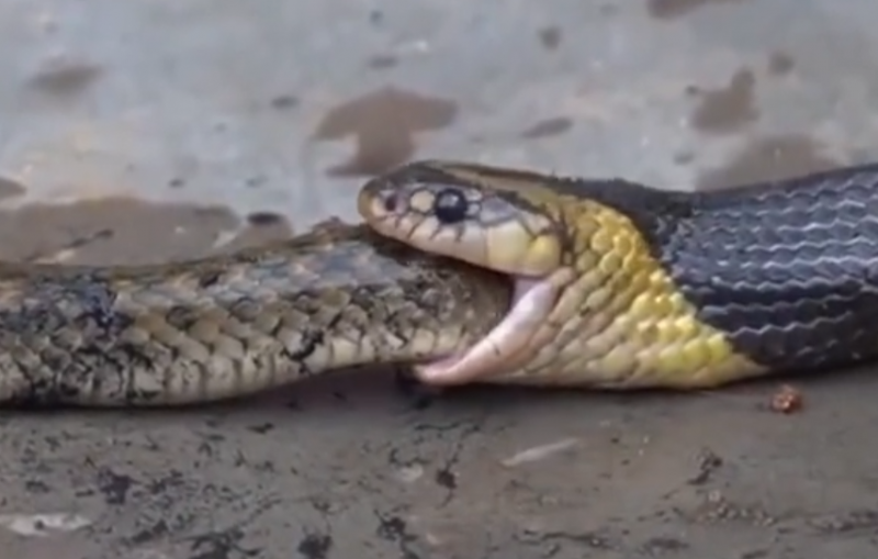 A snake eats another snake