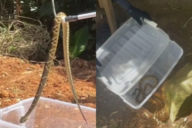 Serpente &eacute; retirada de casa no Sul da Ilha de Florian&oacute;polis pela Guarda Municipal Ambiental