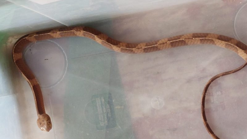 Cobra &eacute; encontrada no quintal de casa em Blumenau – Foto: Divulga&ccedil;&atilde;o/Corpo de Bombeiros Militar