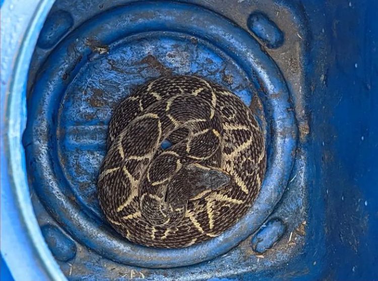 Bombeiros Volunt&aacute;rios faz alerta sobre aumento de apari&ccedil;&atilde;o de animais silvestres em SC – Foto: Bombeiros Volunt&aacute;rios / Reprodu&ccedil;&atilde;o ND