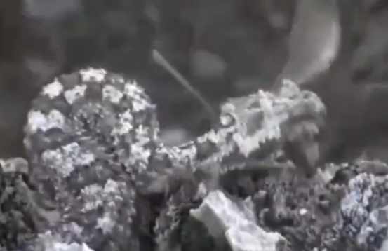 Cobra camuflada come pássaro