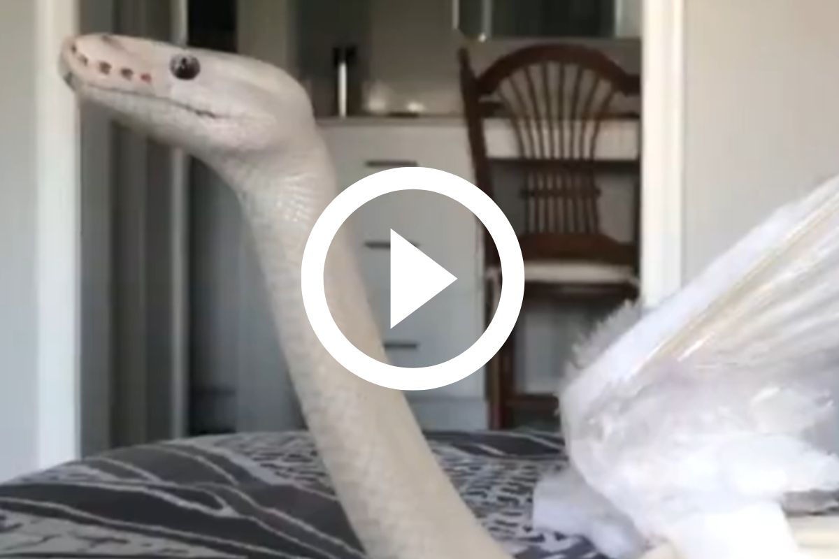 VÍDEO: Cobra mortal se esconde em impressora e é confundida com brinquedo:  'Sorte que ela viu