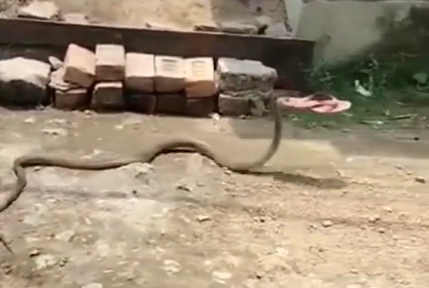 Então toma! Rato aplica voadora incrível em cobra venenosa - Fotos - R7  Hora 7