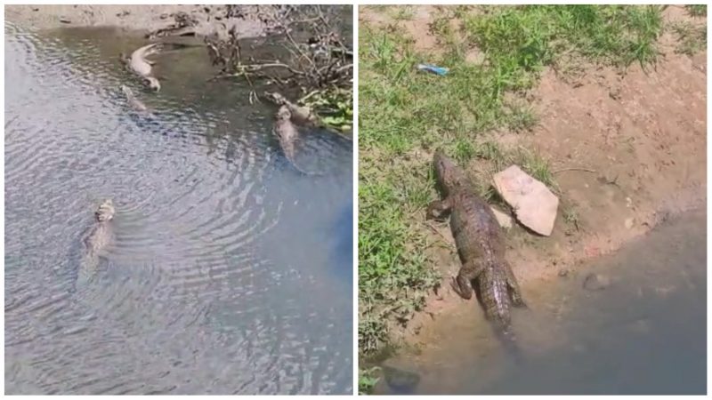 Ao menos 12 jacar&eacute;s foram flagrados se refrescando em um manguezal no bairro Itacurubi, em Florian&oacute;polis.. – Foto: GMF/Divulga&ccedil;&atilde;o/ND