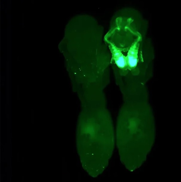 Formiga “brilha” no escuro em estudo – Foto: Taylor Hart/Divulga&ccedil;&atilde;o/ND