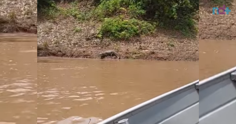 Imagem mostra jacaré na beira do rio e um arbusto logo acima