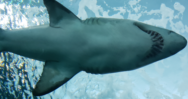 &nbsp;A maioria dos casos acontece devido ao medo dos animais&nbsp; – Foto: Pexels/Reprodu&ccedil;&atilde;o/ND