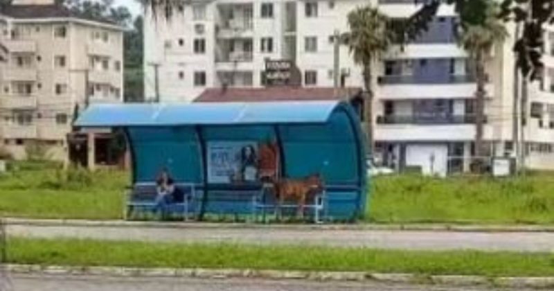 Cavalo &eacute; filmado na Pedra Branca, em Palho&ccedil;a – Foto: Reprodu&ccedil;&atilde;o/@floripanazuera/ND