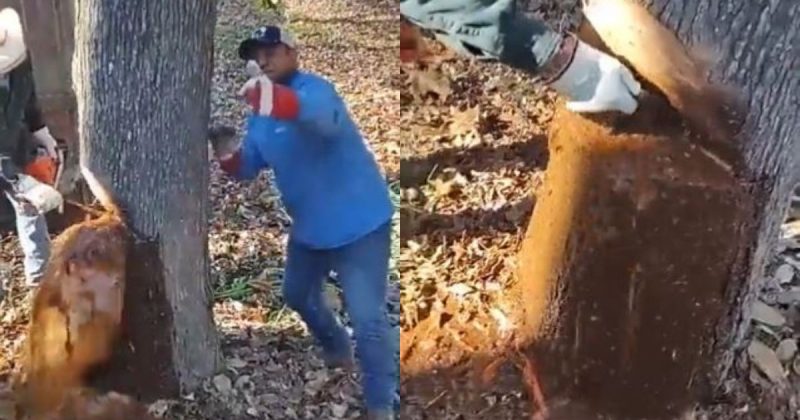 V&iacute;deo flagra &aacute;rvore jorrando algum l&iacute;quido de seu interior – Foto: Reprodu&ccedil;&atilde;o/@weirdterrifying/ND