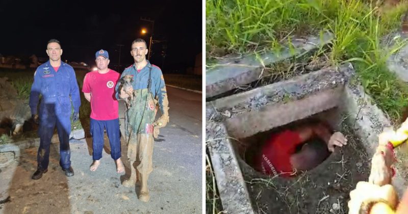 Filhote ficou mais de 5 horas em tubo de rede pluvial de Itaja&iacute; – Foto: Corpo de Bombeiros/Divulga&ccedil;&atilde;o