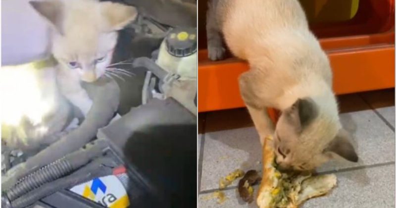 Gata &eacute; encontrada em motor de viatura da PRF – Foto: PRF/Divulga&ccedil;&atilde;o/ND