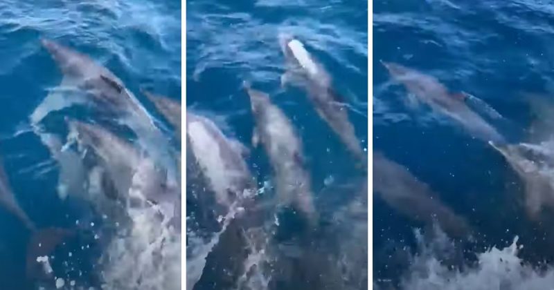 Golfinhos pegam ‘carona’ em lancha em Bombinhas – Foto: Reprodu&ccedil;&atilde;o/Vip Social