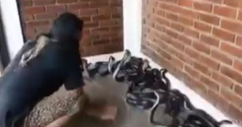 V&iacute;deo mostra mulher limpando covil de cobras – Foto: Reprodu&ccedil;&atilde;o/@HoesinLwi/ND