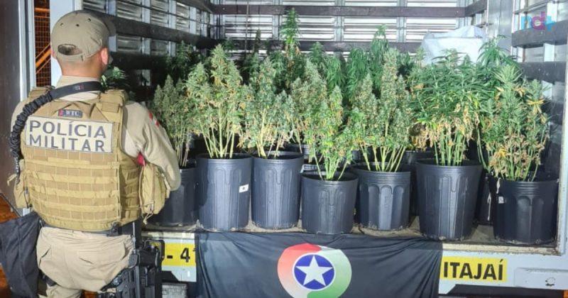 Rapaz de 25 anos &eacute; apontado como respons&aacute;vel por planta&ccedil;&atilde;o de super maconha – Foto: Pol&iacute;cia Militar/Reprodu&ccedil;&atilde;o