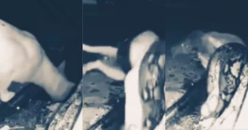 Imagens mostram felino sendo atacado pela cobra – Foto: Youtube INFOBOX 24/Divulga&ccedil;&atilde;o/ND