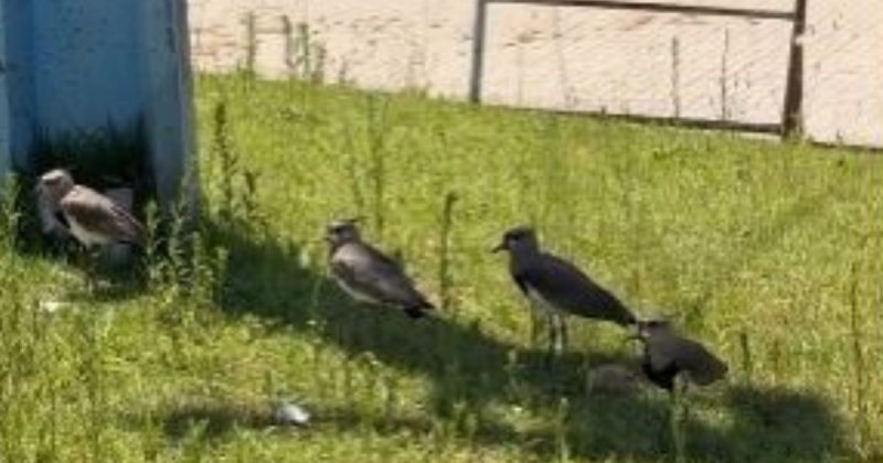 Animais se abrigavam em poste para fugir do calor – Foto: Reprodu&ccedil;&atilde;o/@biologo.jacksonpreuss/ND