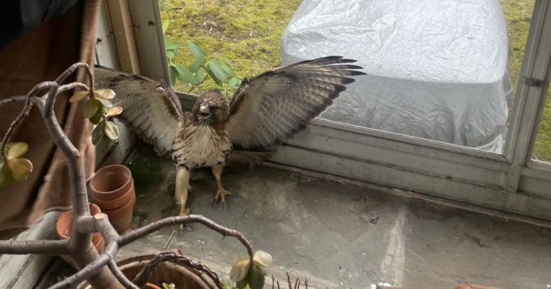 Falc&atilde;o erra ‘rota’, invade casa pela janela e &eacute; resgatado pela pol&iacute;cia – Foto: Departamento de Pol&iacute;cia de Greenburgh/Reprodu&ccedil;&atilde;o/ND