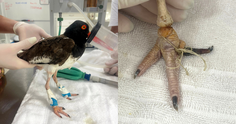 A equipe veterin&aacute;ria constatou que os membros p&eacute;lvicos (patas) estavam garroteados pelo barbante, causando aumento de volume aos dedos. – Foto: R3 Animal/Divulga&ccedil;&atilde;o/ND